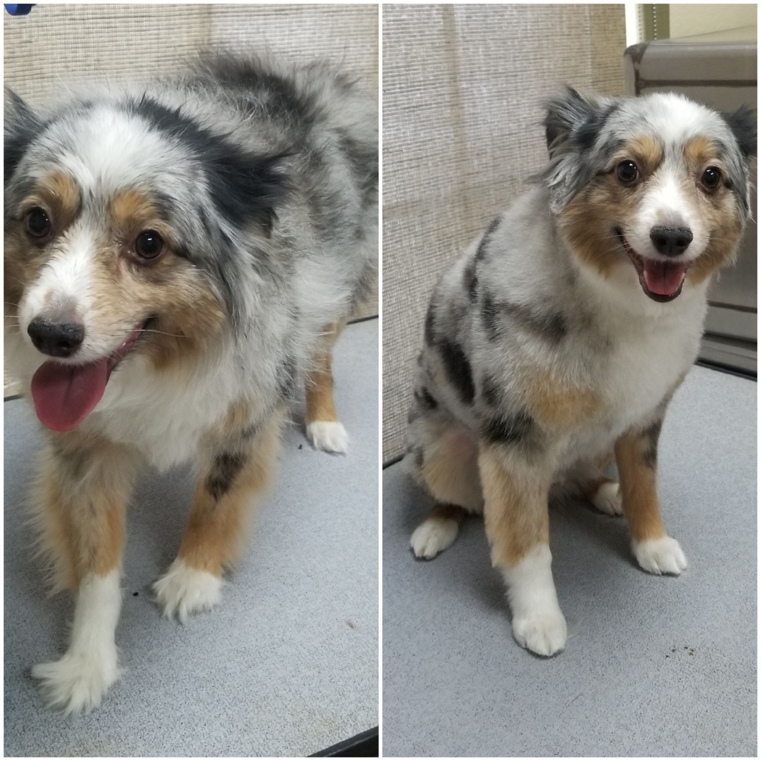 Grooming Bridge Street Animal Clinic Fort Worth, TX